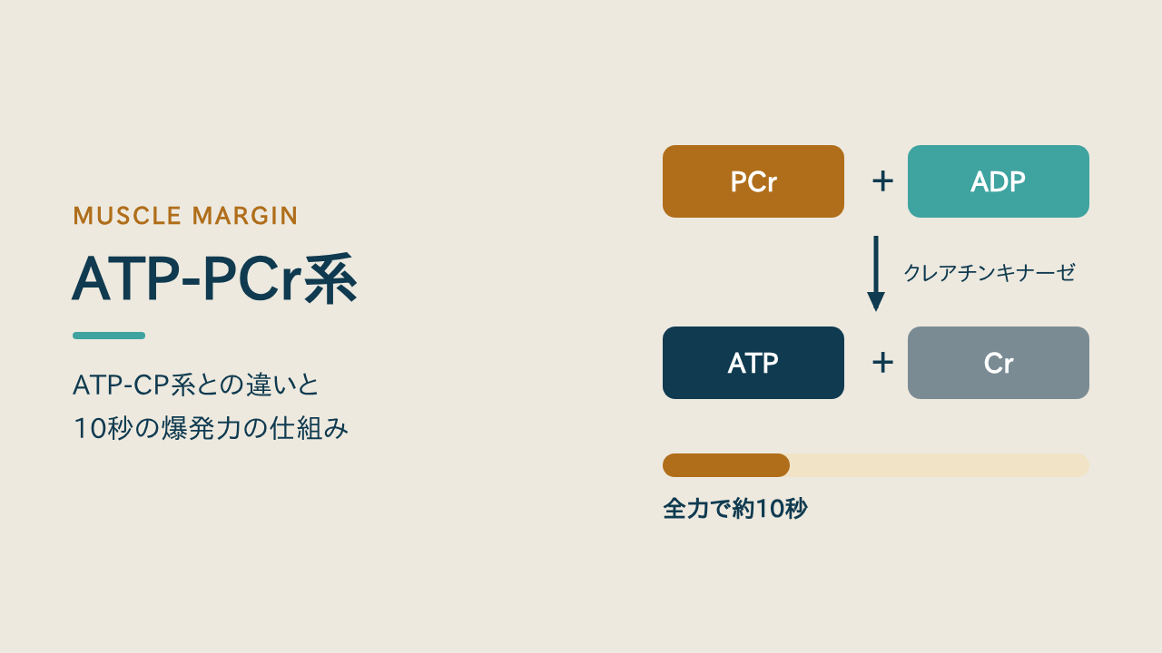 ATP-PCr系とATP-CP系の違いは？10秒の爆発力の仕組み